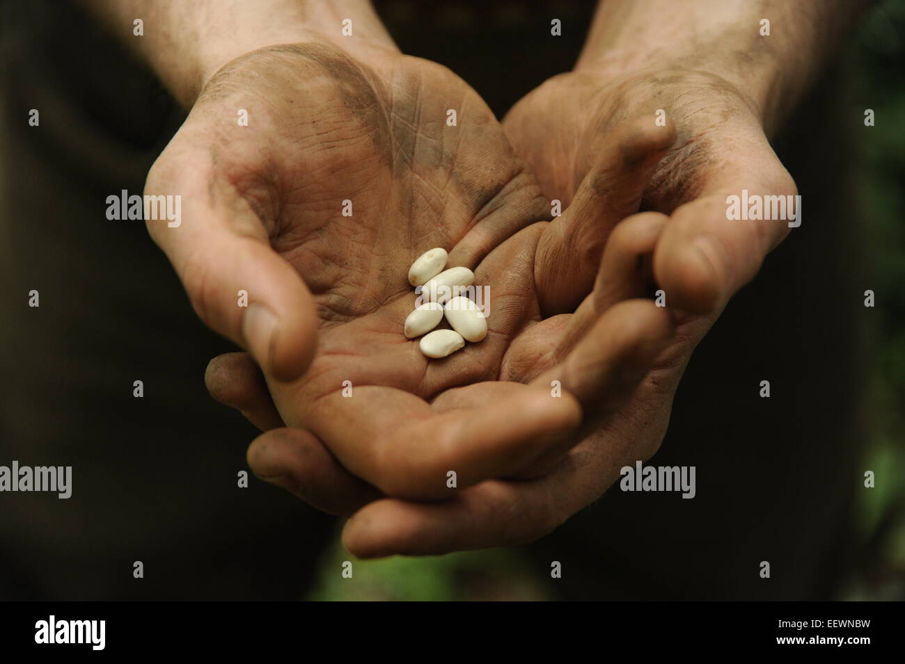 seeds in hands Stock Photo