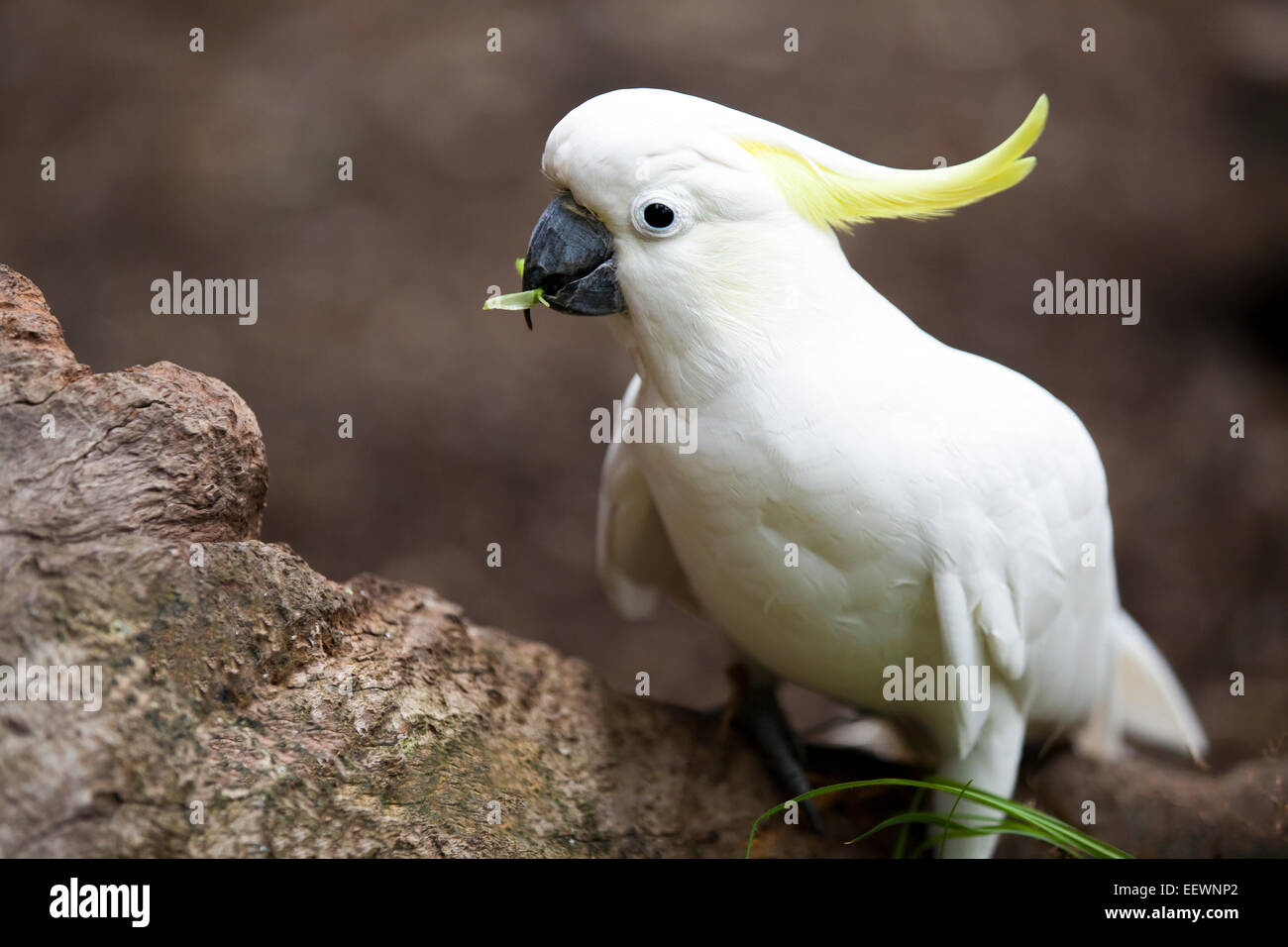 Sulphur crested Cockatoo sits on a log eating grass. Stock Photo
