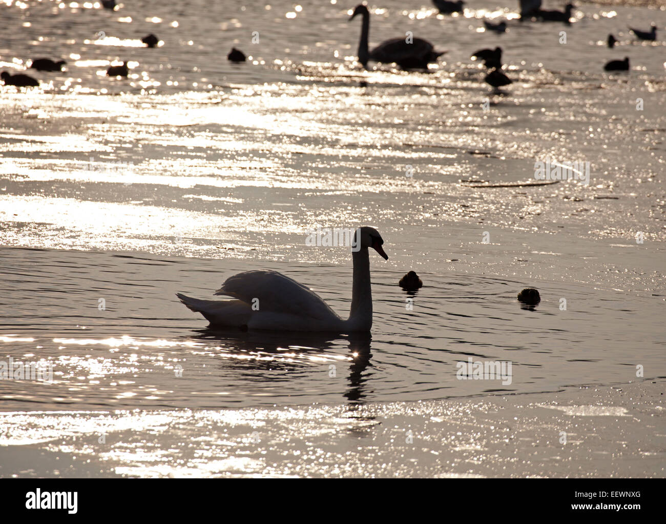 Edinburgh, Scotland, UK. 22nd Jan, 2015. UK Weather: Duddingston Loch frozen at zero degrees with only a small area of water visible making it difficult for the Swans and ducks to feed, Stock Photo