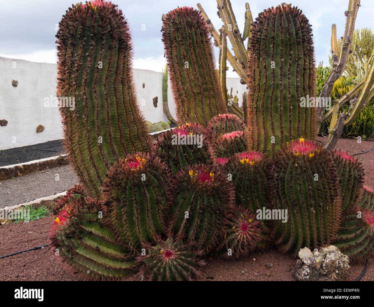 Cactus garden at  Centro de Artesania Molino de Antigua Fuerteventura Canary Islands arts and cultural centre selling locally produced handicrafts Stock Photo