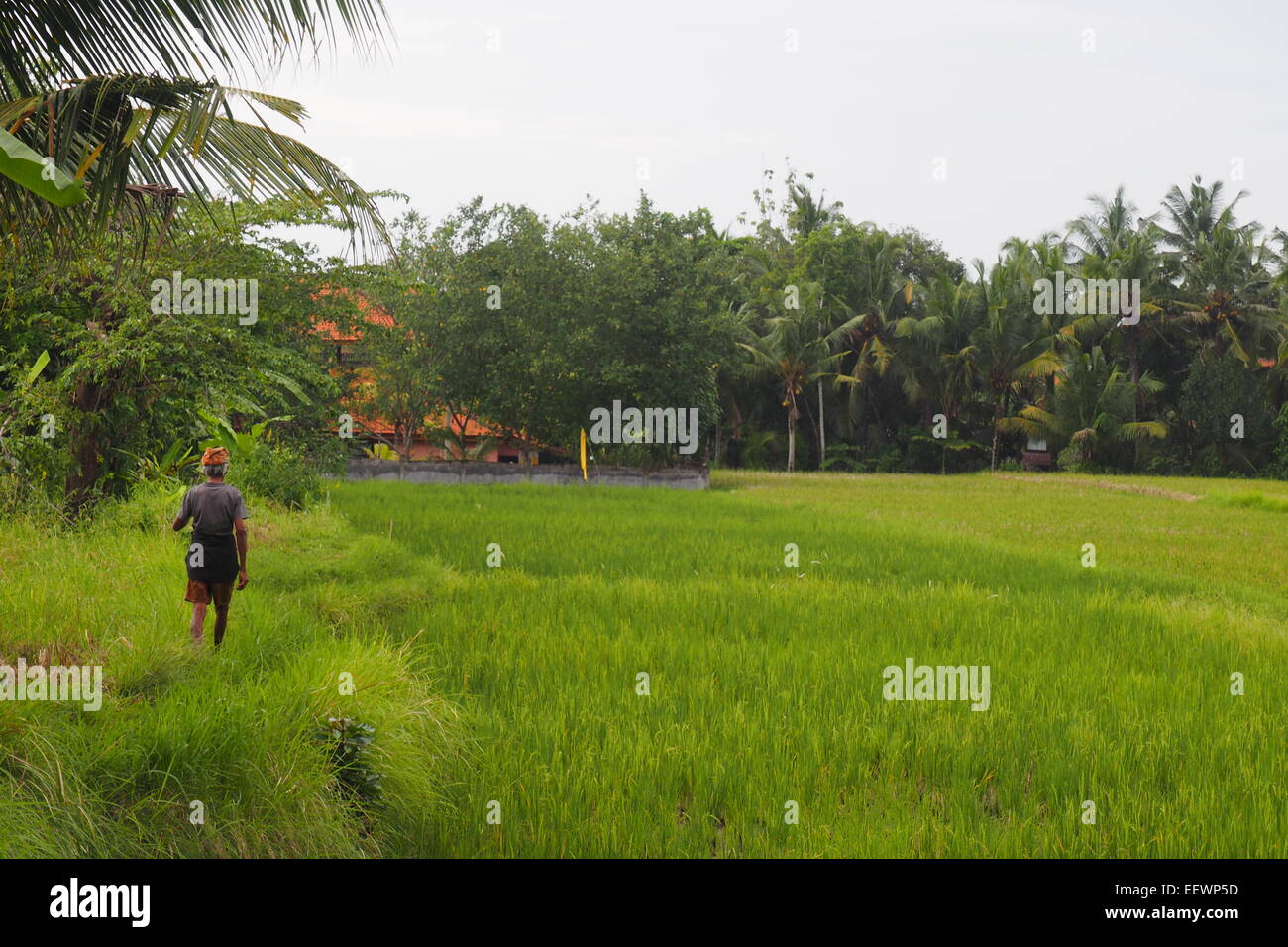 A Balinese farmer walking alongside his rice paddy, Ubud, Bali. Stock Photo