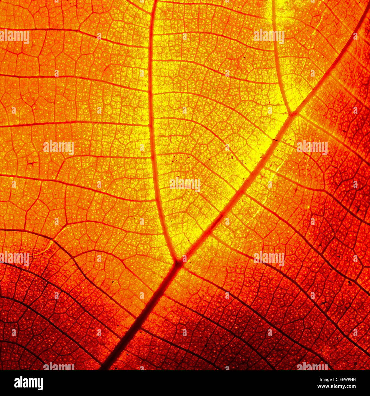 Red leaf abstract background texture Stock Photo Alamy