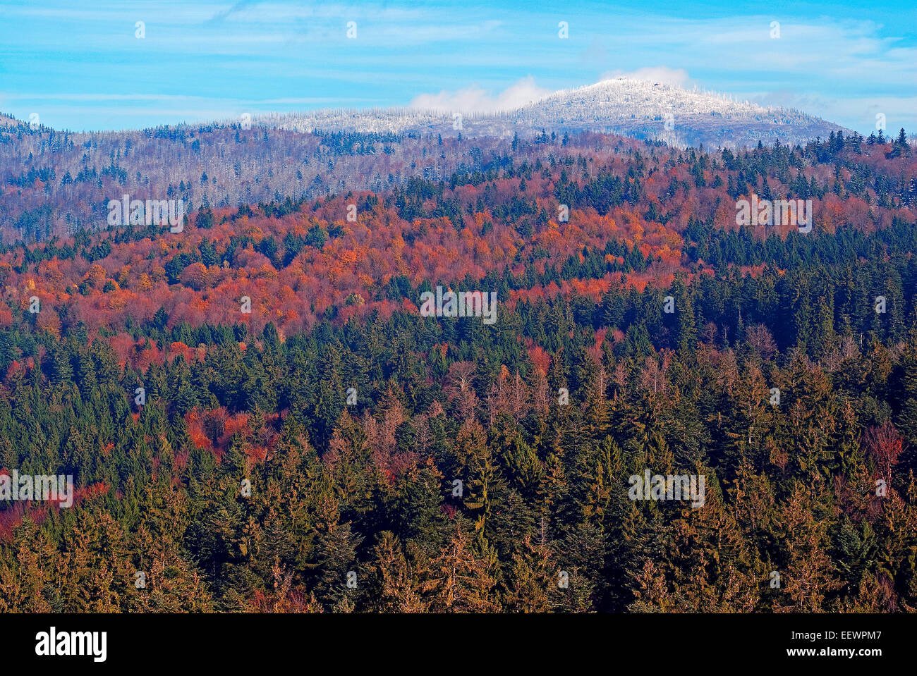 Autumn in Bavarian Forest National Park,  Bayerischer Wald, Bavaria, Germany, in the background Mount Lusen with snow Stock Photo