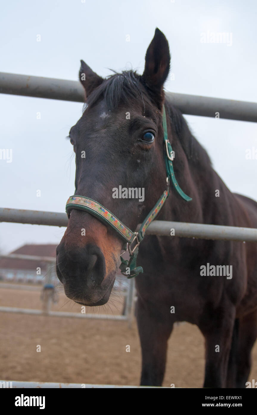 Thoroughbred horse at a walk. Ranch in Chernyakhovsk. Kaliningrad region. Stock Photo