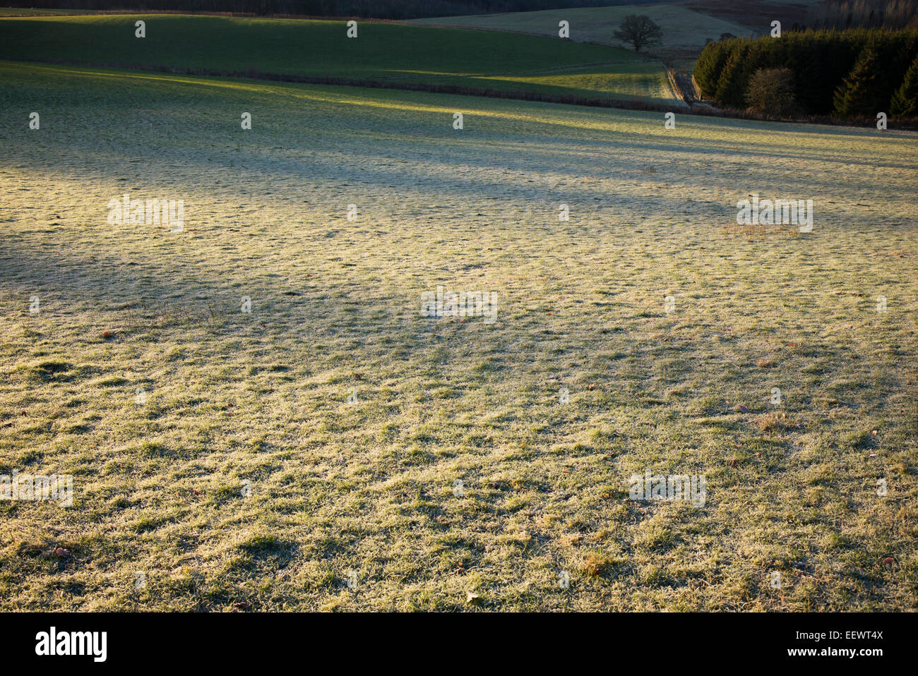 Morning sunlight and shadows on a frosted field in the Scottish border countryside. Scotland Stock Photo