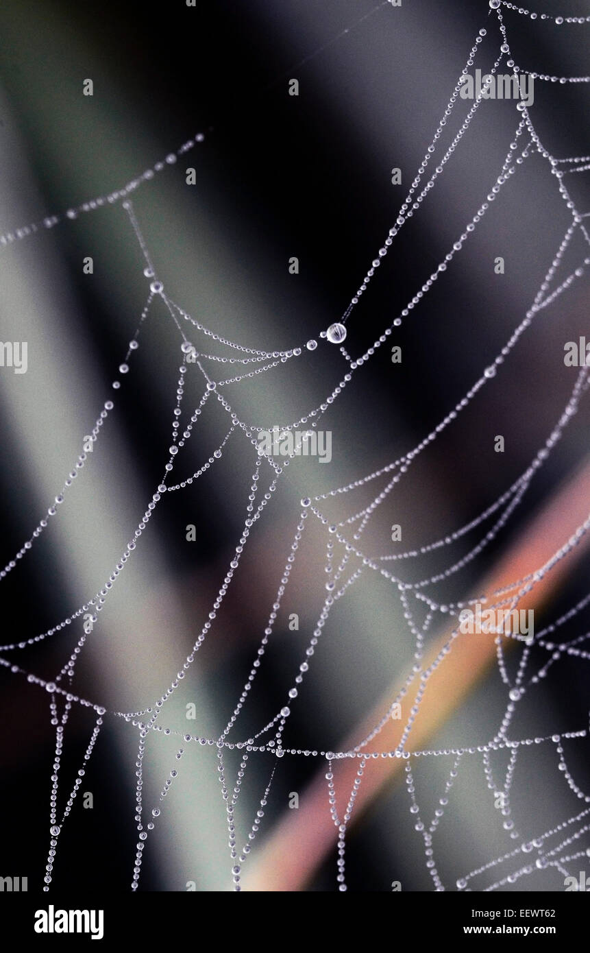 water droplets on spiders web Stock Photo