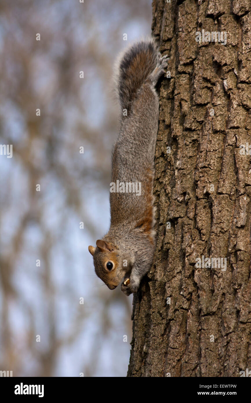 Scoiattolo grigio di Stupinigi (Torino - Italia) - Gray squirrel in the Castle Park of Stupinigi Stock Photo