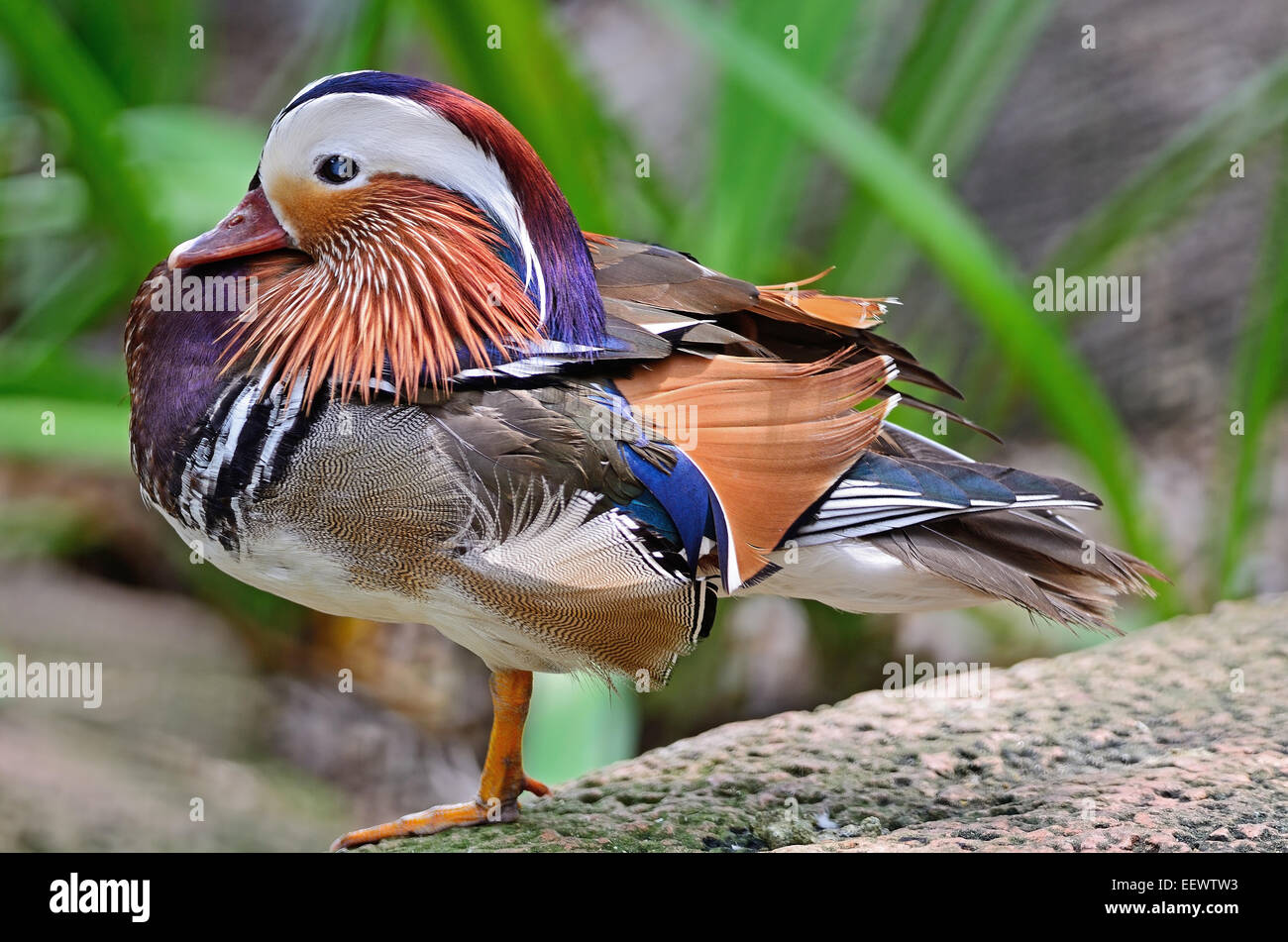 Colorful of male Mandarin Duck (Aix galericulata Stock Photo - Alamy