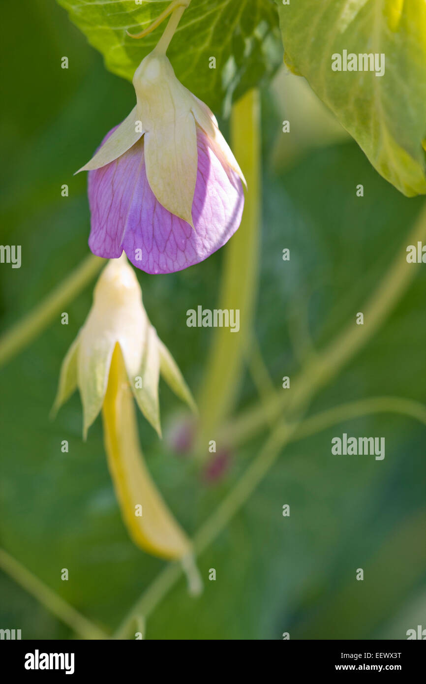 Pea Flower and Pod - Pisum sativum 'Golden Sweet' Mangetout Stock Photo