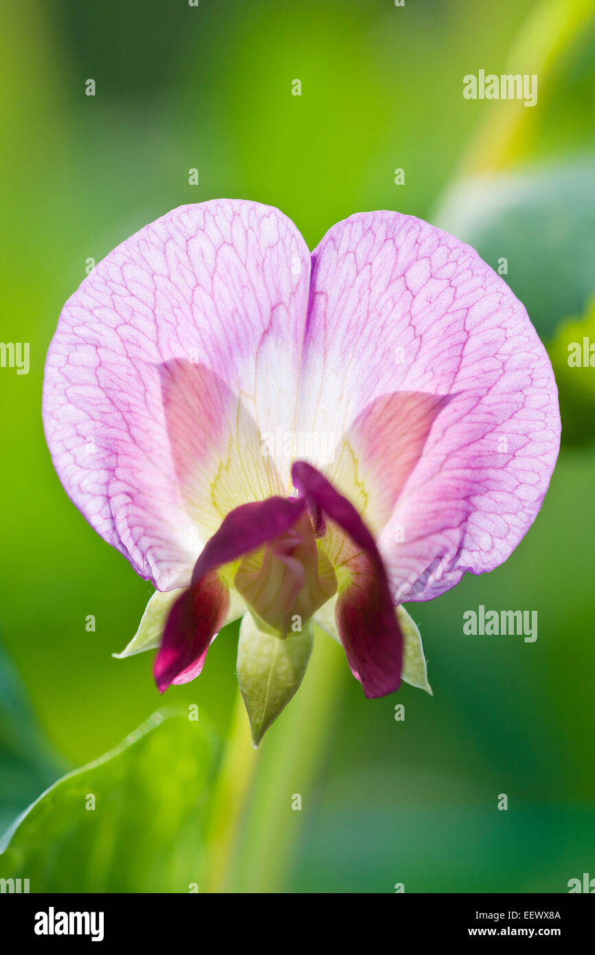 Pea Flower - Pisum sativum 'Golden Sweet' Mangetout Stock Photo