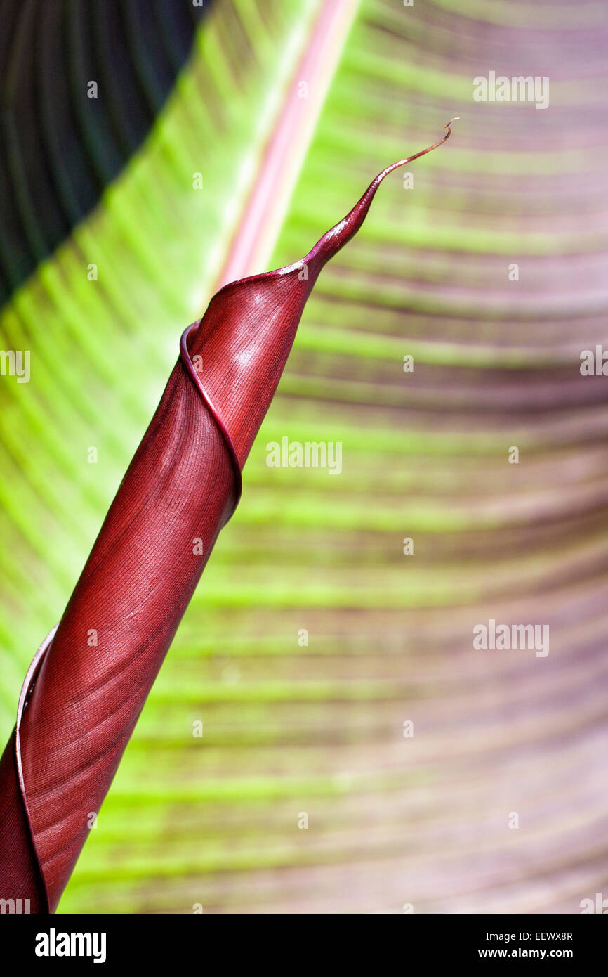 Unfurling Purple Abyssinian Banana Leaf - Ensete ventricosum 'Maurellii' Stock Photo