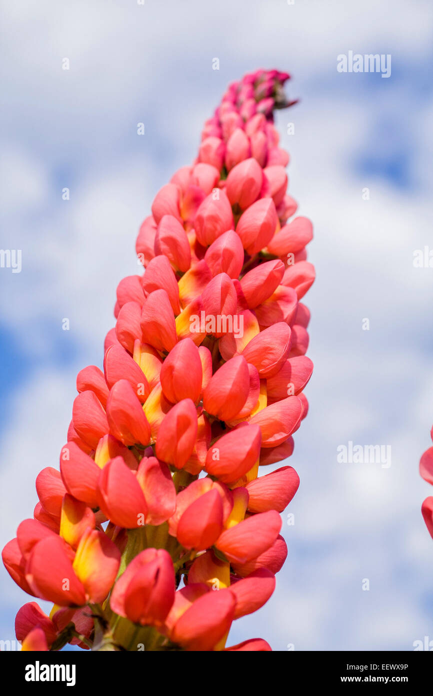 LUPIN WEST COUNTRY 'TOWERING INFERNO' Stock Photo