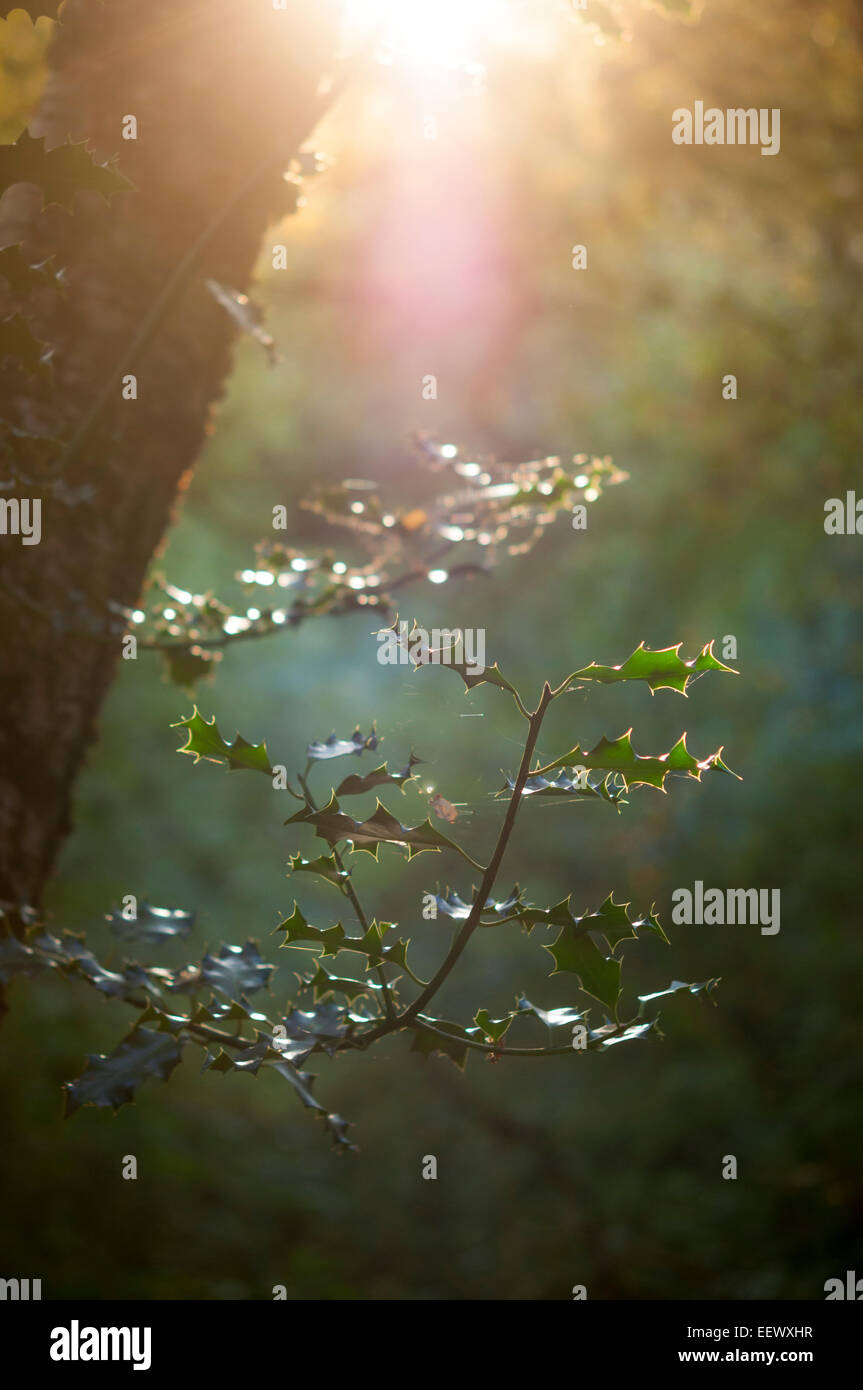 Branch of Holly in the beautiful light of a late summer evening. Taken in an English woodland. Stock Photo