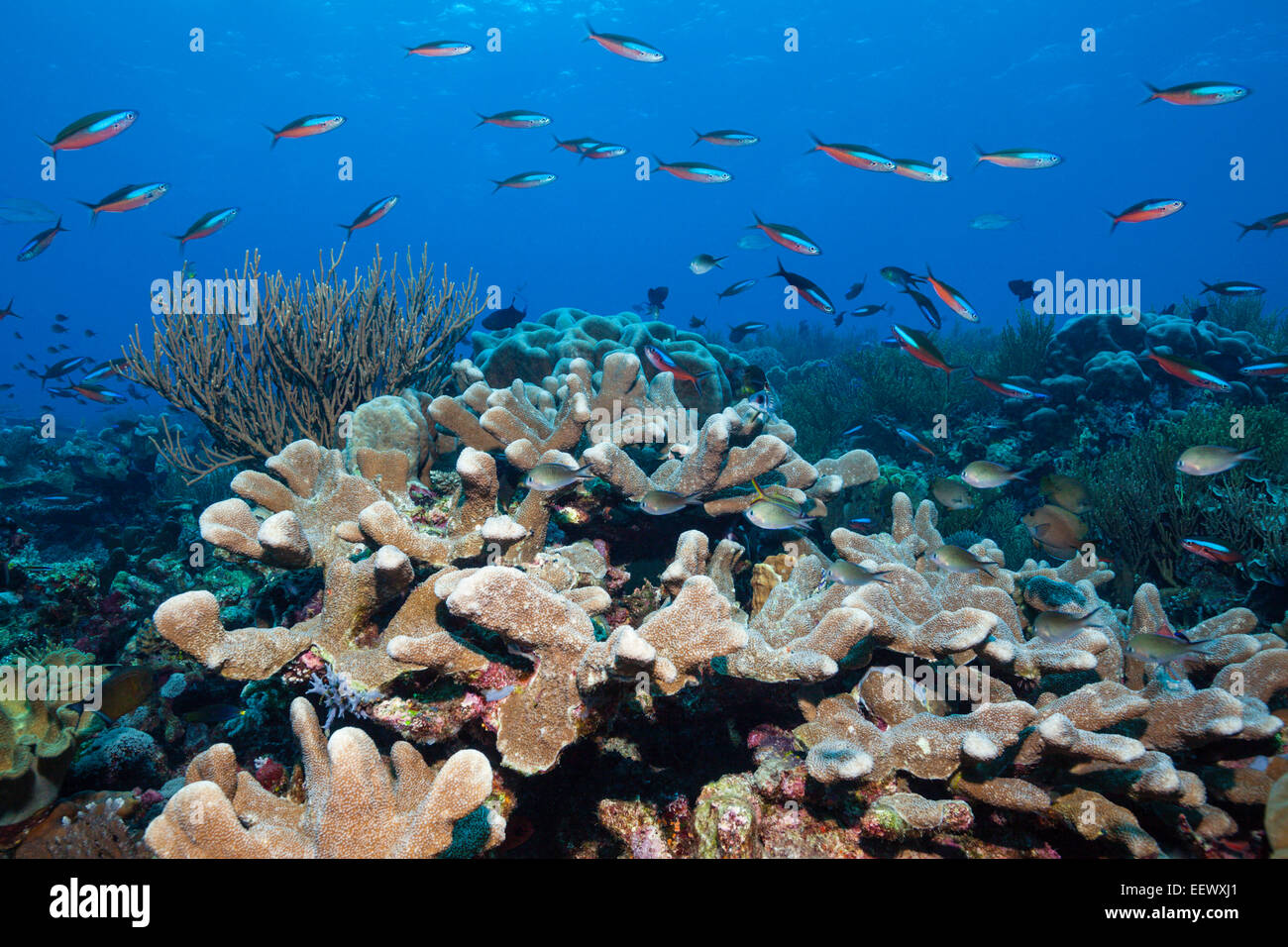 Shoal of Neon Fusiliers over antler Corals, Pterocaesio tile, Tanimbar Islands, Moluccas, Indonesia Stock Photo