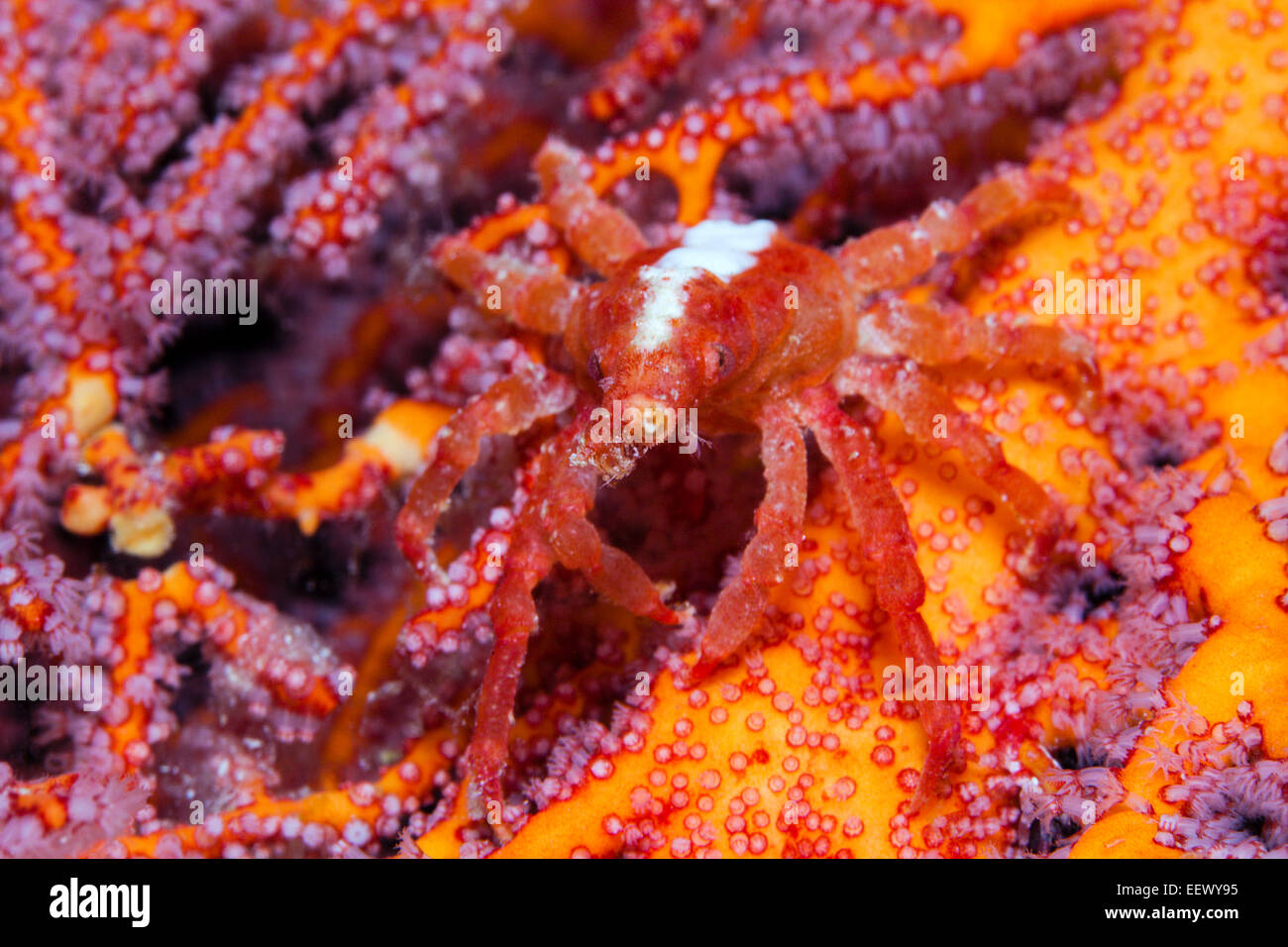 Conic Spider Crab, Xenocarcinus conicus, Kai Islands, Moluccas, Indonesia Stock Photo