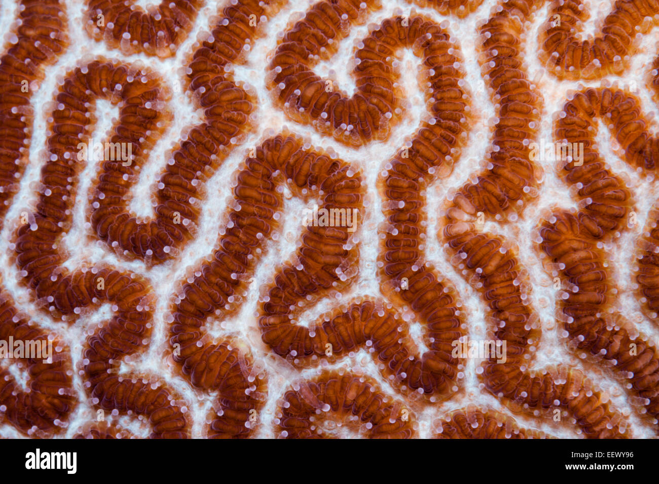 Polyps of Brain Coral, Platygyra sp., Kai Islands, Moluccas, Indonesia Stock Photo