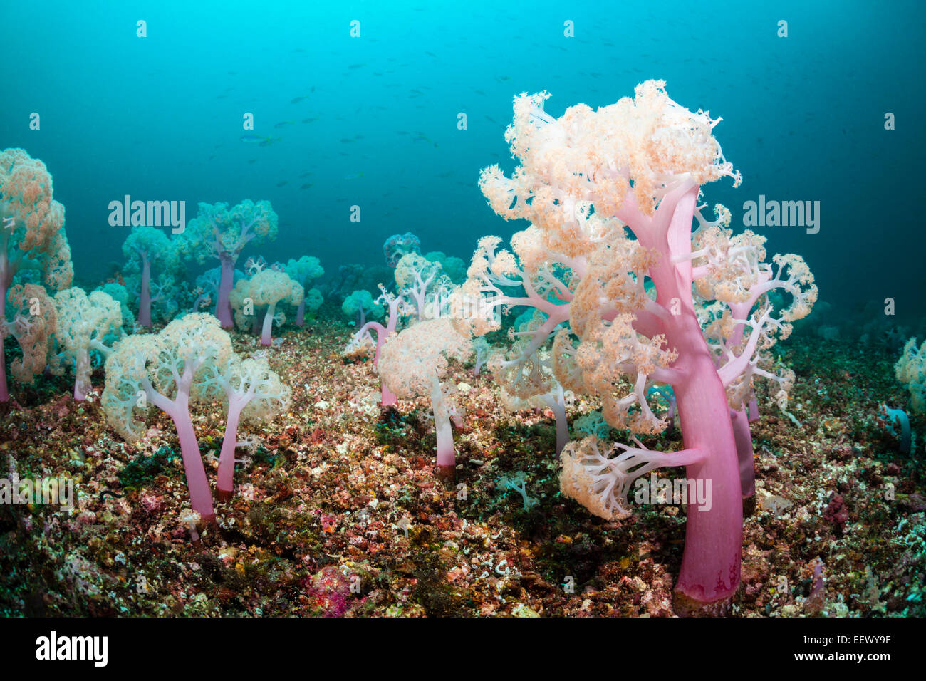 Flower Tree Soft Coral, Umbellulifera sp., Triton Bay, West Papua, Indonesia Stock Photo