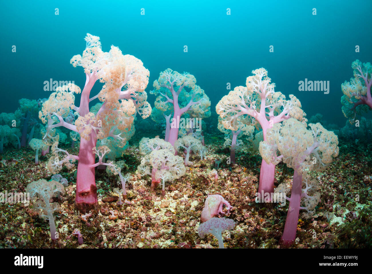 Flower Tree Soft Coral, Umbellulifera sp., Triton Bay, West Papua, Indonesia Stock Photo