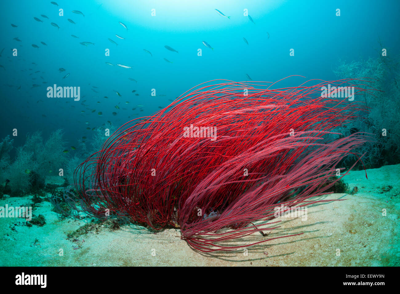 Red Sea Whip Coral, Ellisella ceratophyta, Triton Bay, West Papua, Indonesia Stock Photo