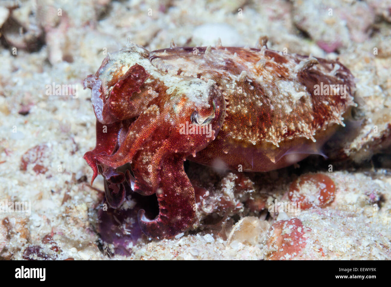 Small Cuttlefish, Sepia sp., Triton Bay, West Papua, Indonesia Stock Photo