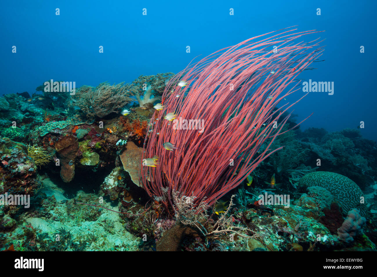 Red Sea Whip Coral, Ellisella ceratophyta, Tanimbar Islands, Moluccas, Indonesia Stock Photo