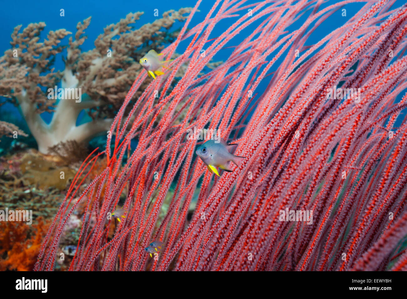 Red Sea Whip Coral, Ellisella ceratophyta, Tanimbar Islands, Moluccas, Indonesia Stock Photo