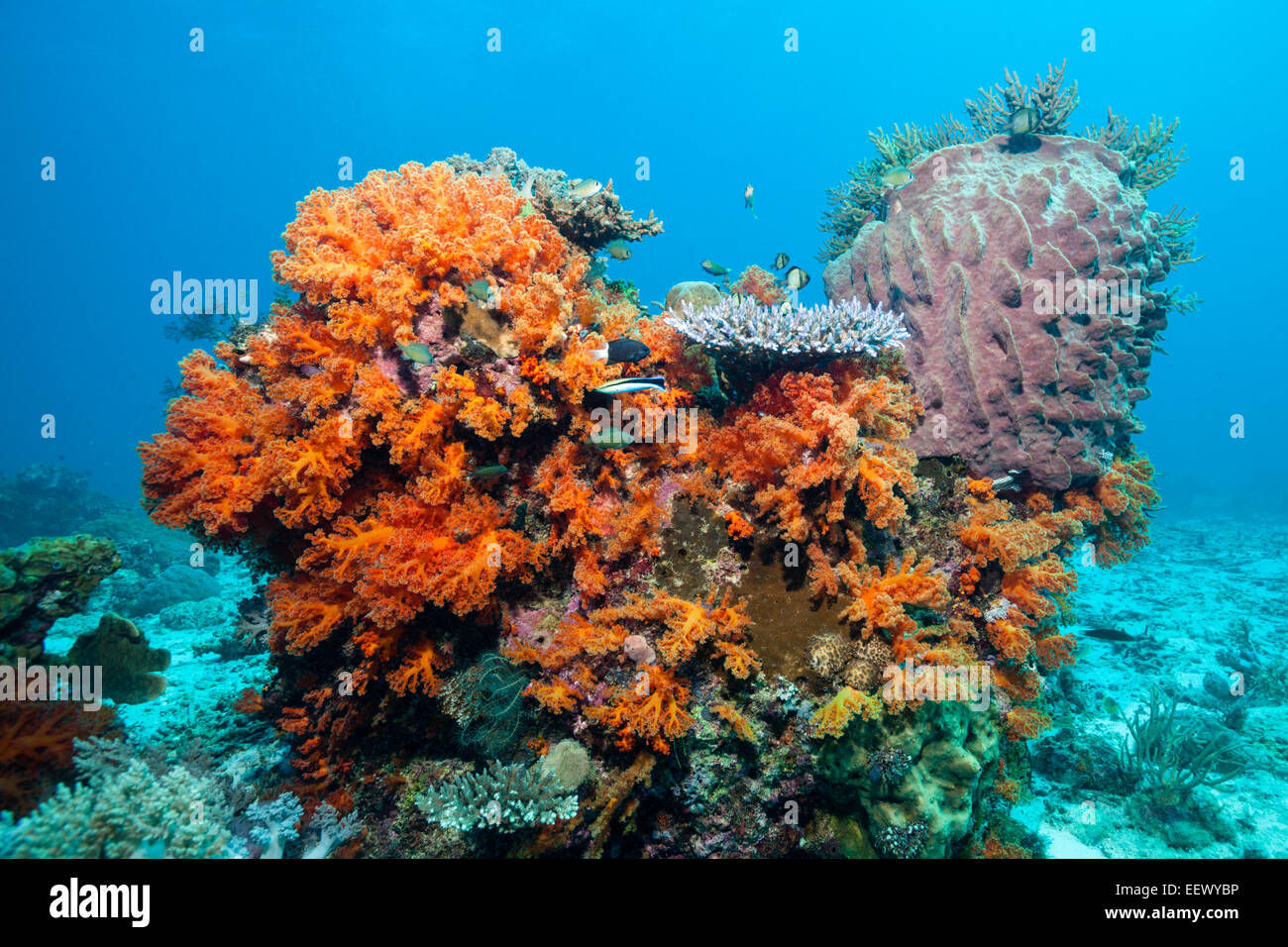 Orange Soft Coral, Scleronephthya sp., Tanimbar Islands, Moluccas, Indonesia Stock Photo