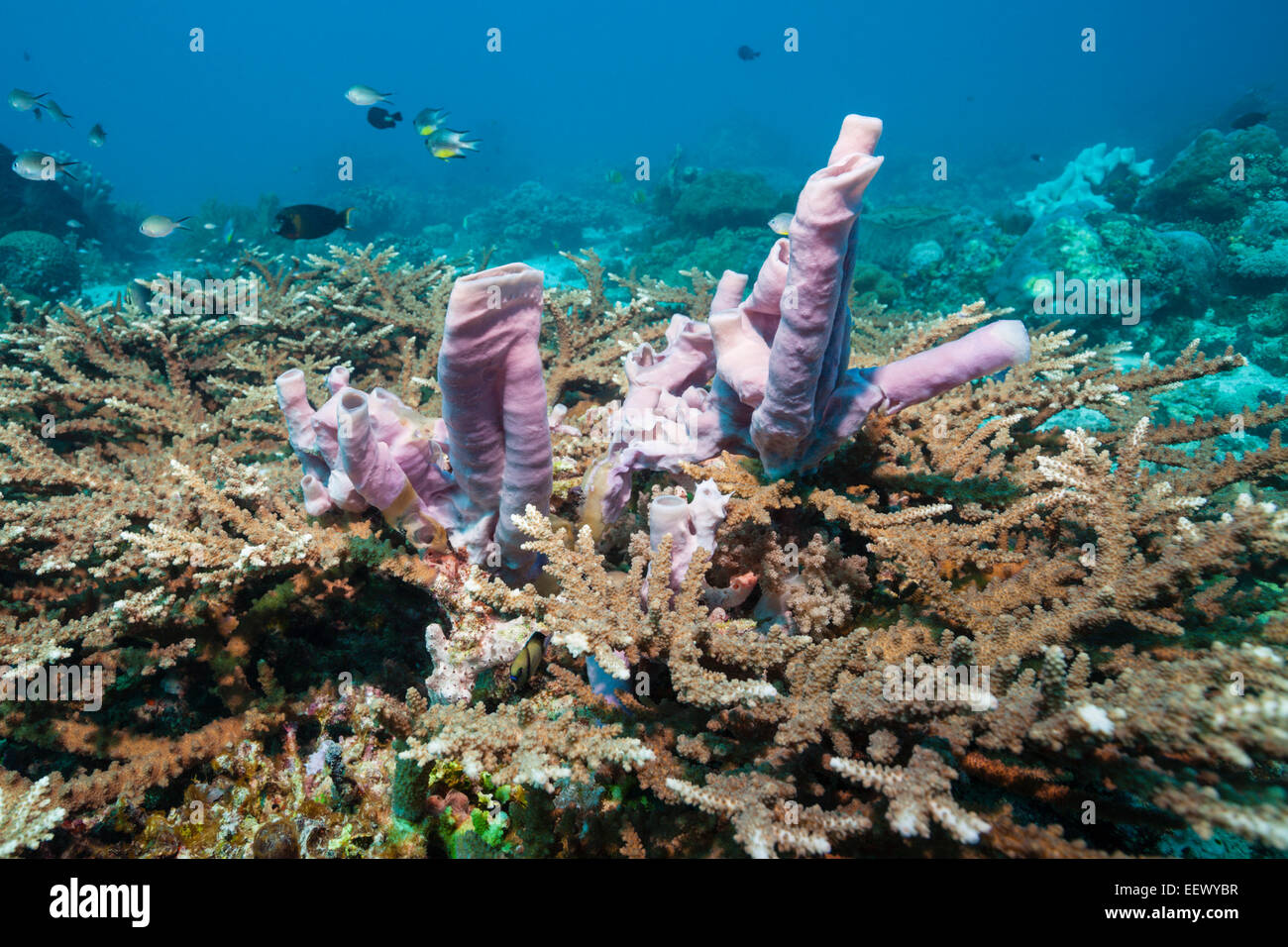 Pink Sponge in Coral Reef, Porifera, Tanimbar Islands, Moluccas, Indonesia Stock Photo