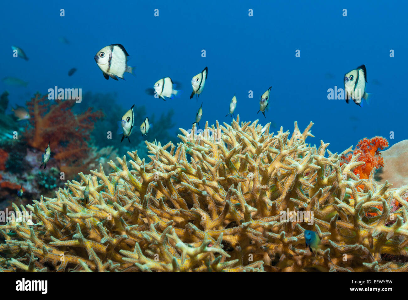Reticulated Damsel over Reef, Dascyllus reticulatus, Tanimbar Islands