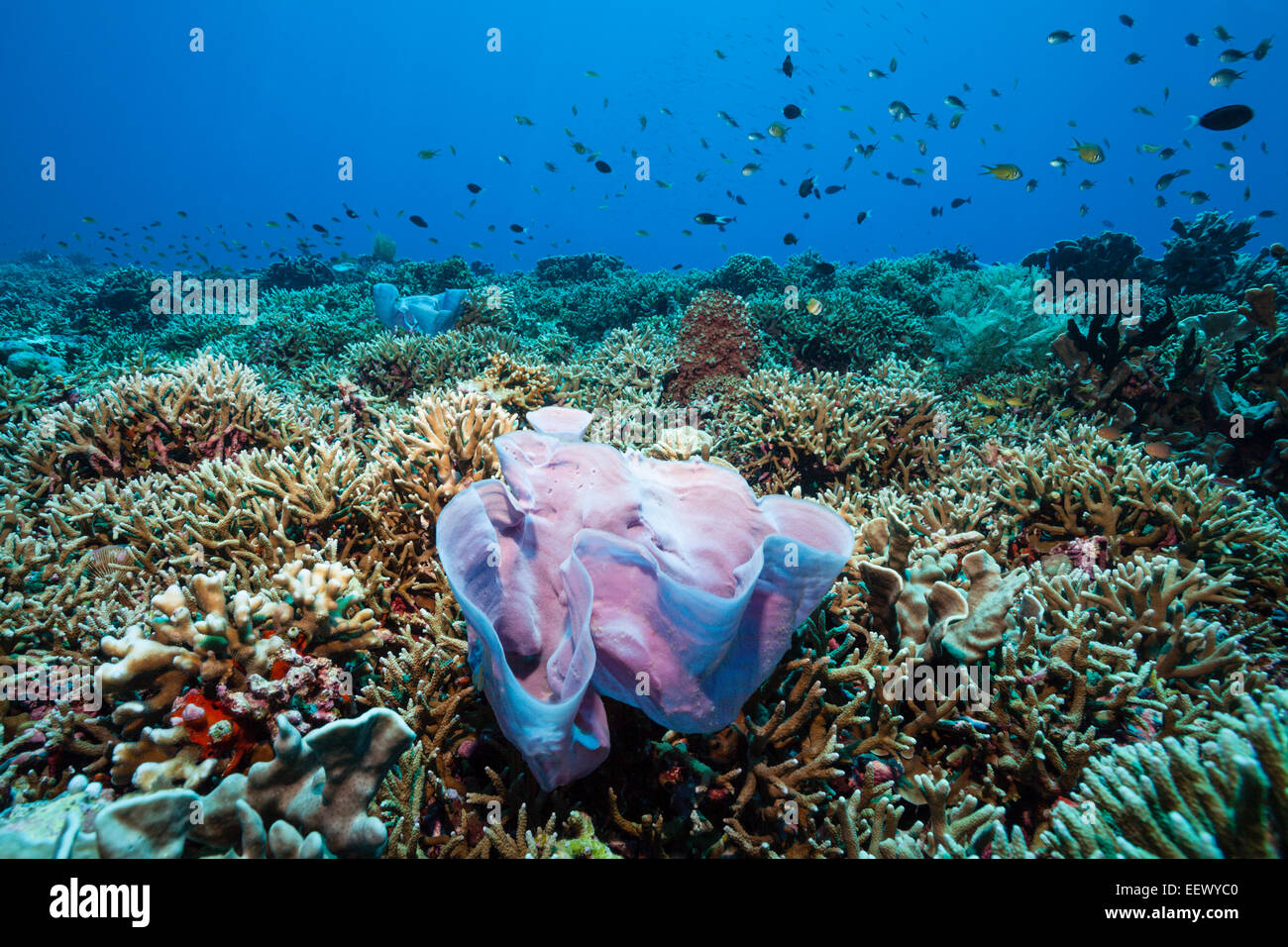 Pink Sponge in Coral Reef, Porifera, Kai Islands, Moluccas, Indonesia Stock Photo