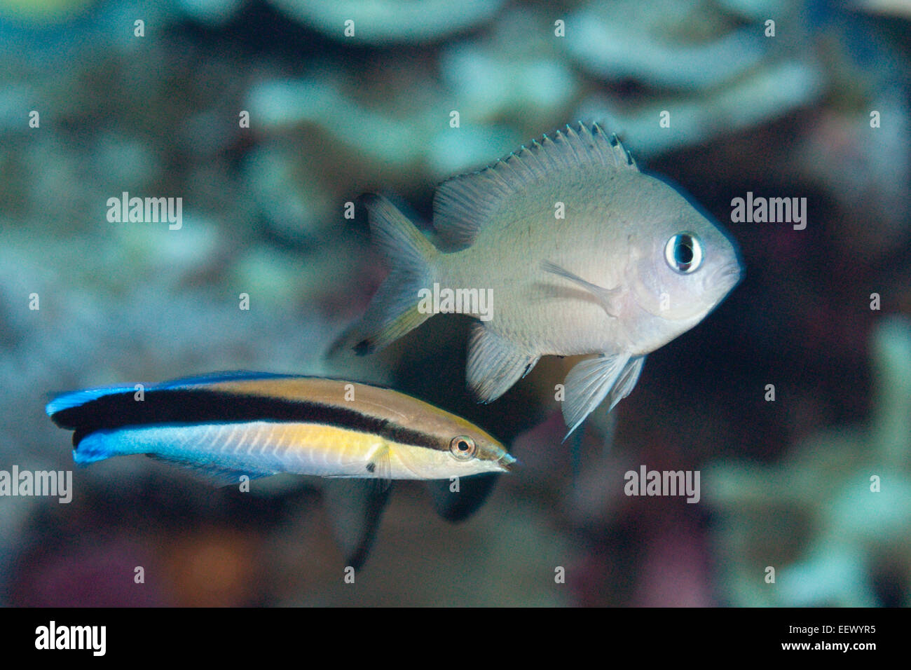 Cleaner Wrasse cleaning Damsel, Labroides dimidatus, Kai Islands, Moluccas, Indonesia Stock Photo