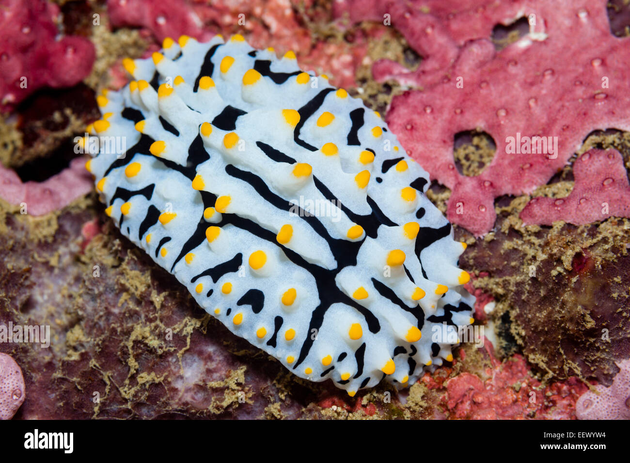 Warty Sea Slug, Phyllidia varicosa, Triton Bay, West Papua, Indonesia Stock Photo