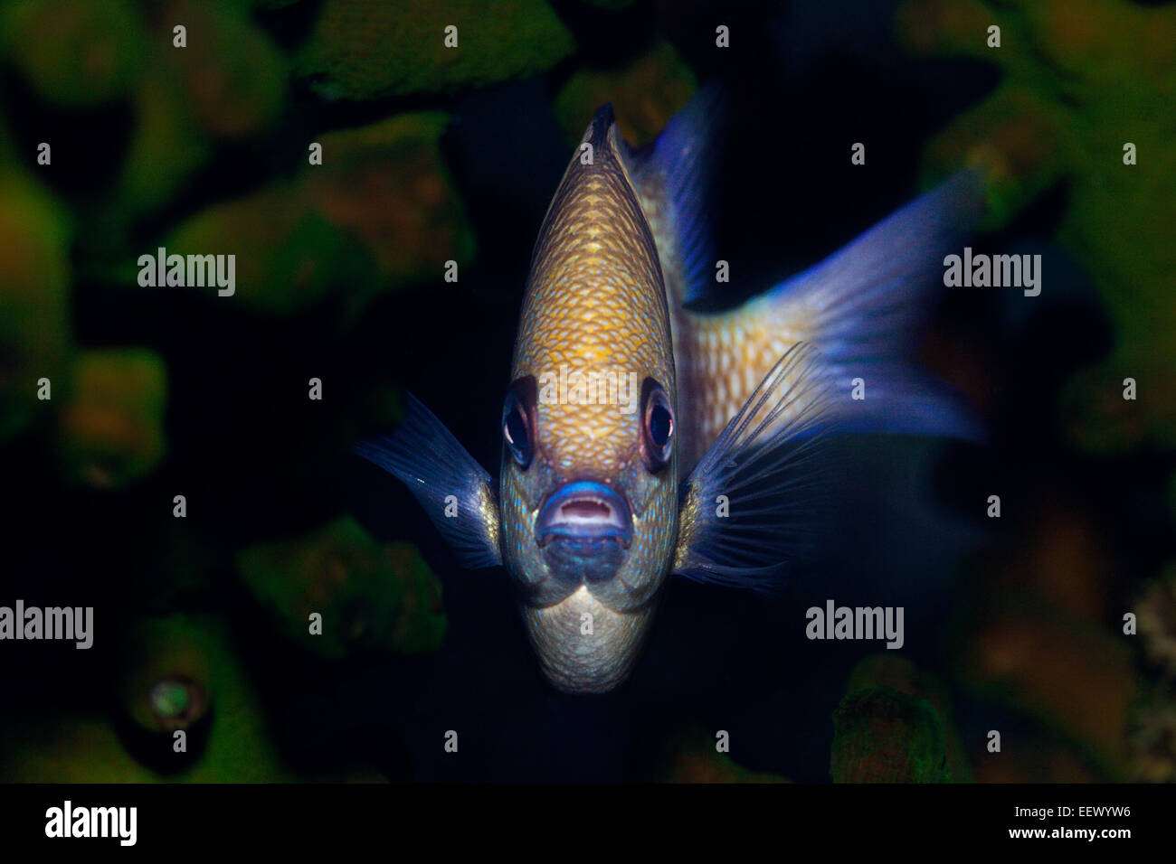 Reticulated Damsel, Dascyllus reticulatus, Triton Bay, West Papua