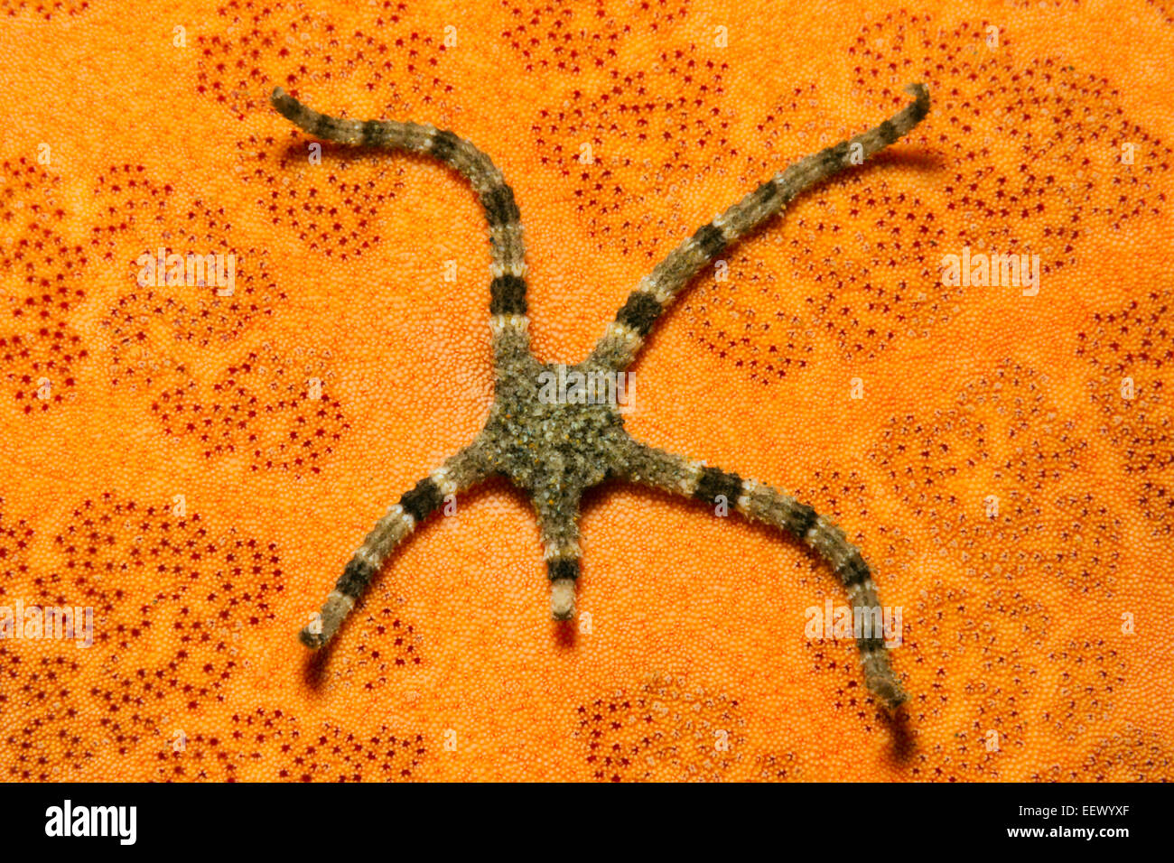 Brittle Star, Ophiothrix sp., Ambon, Moluccas, Indonesia Stock Photo