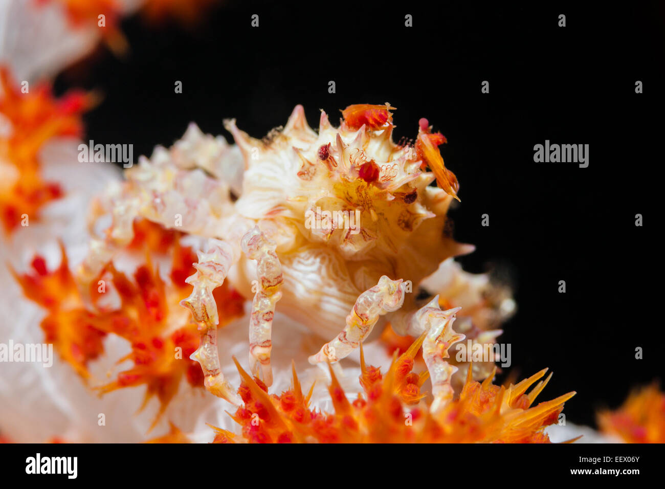Soft Coral Spider Crab, Hoplophrys oatesii, Ambon, Moluccas, Indonesia Stock Photo