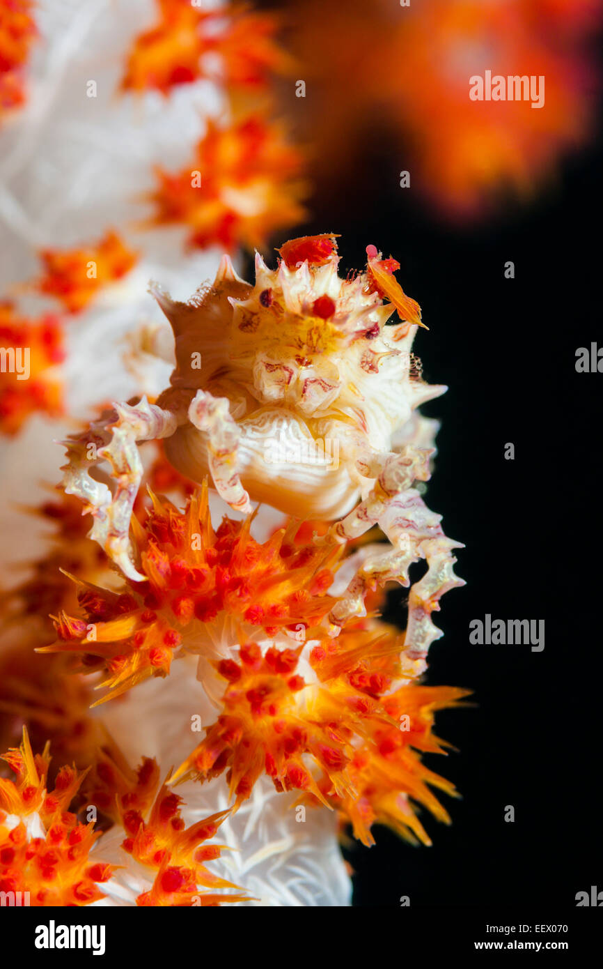 Soft Coral Spider Crab, Hoplophrys oatesii, Ambon, Moluccas, Indonesia Stock Photo