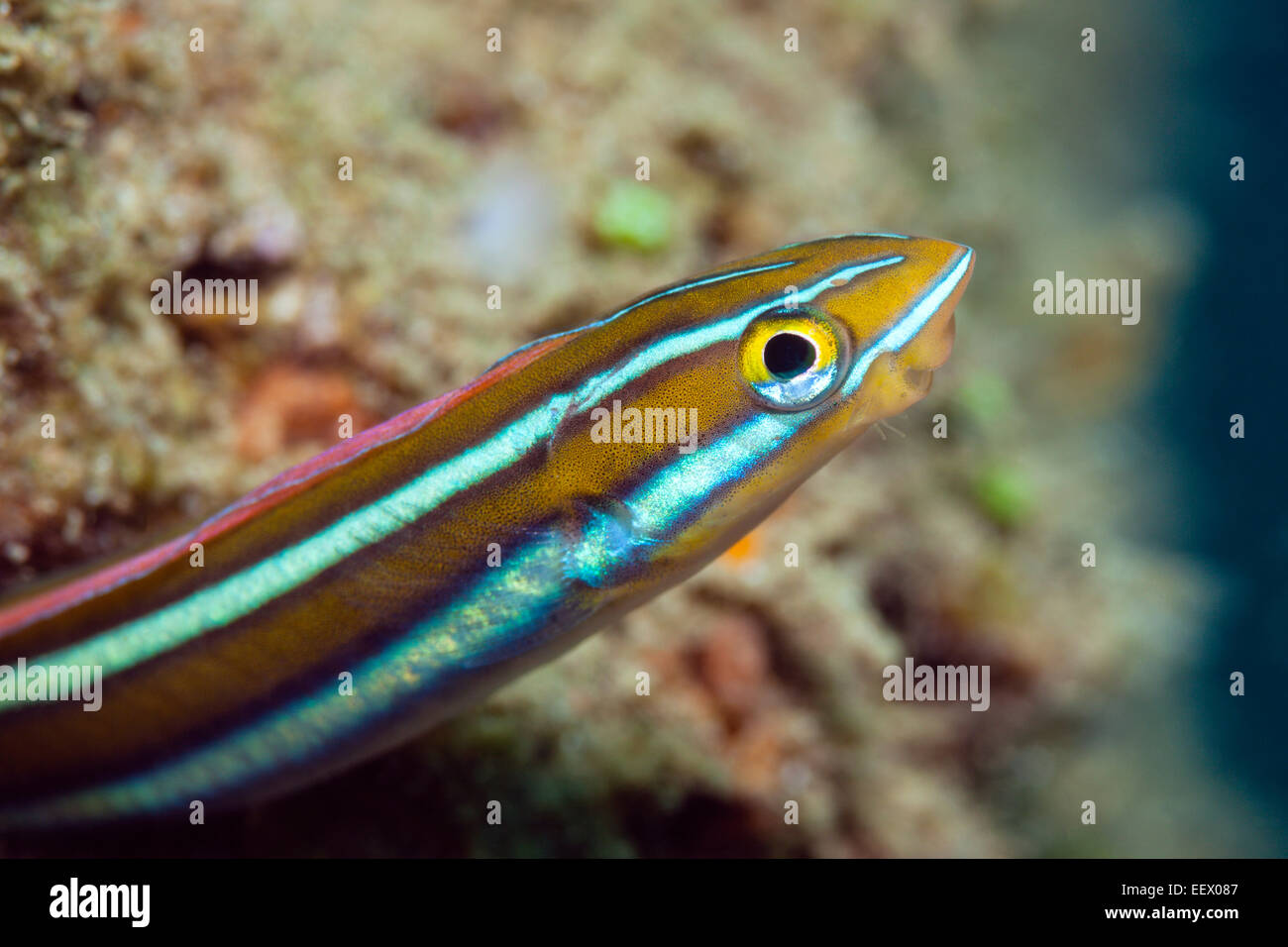 Mimic blennies hi-res stock photography and images - Alamy