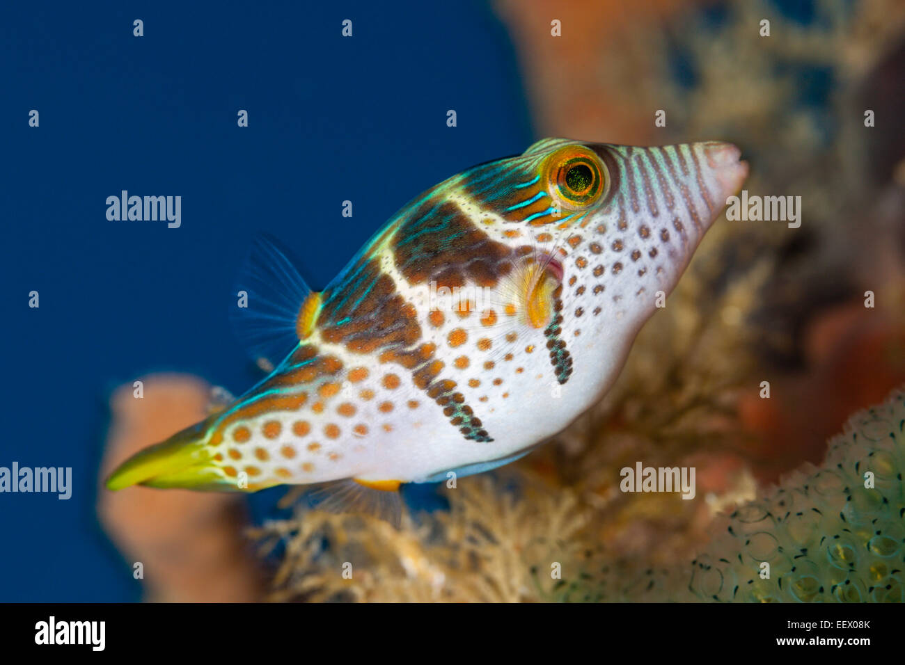 Black saddled Toby, Canthigaster valentini, Ambon, Moluccas, Indonesia Stock Photo