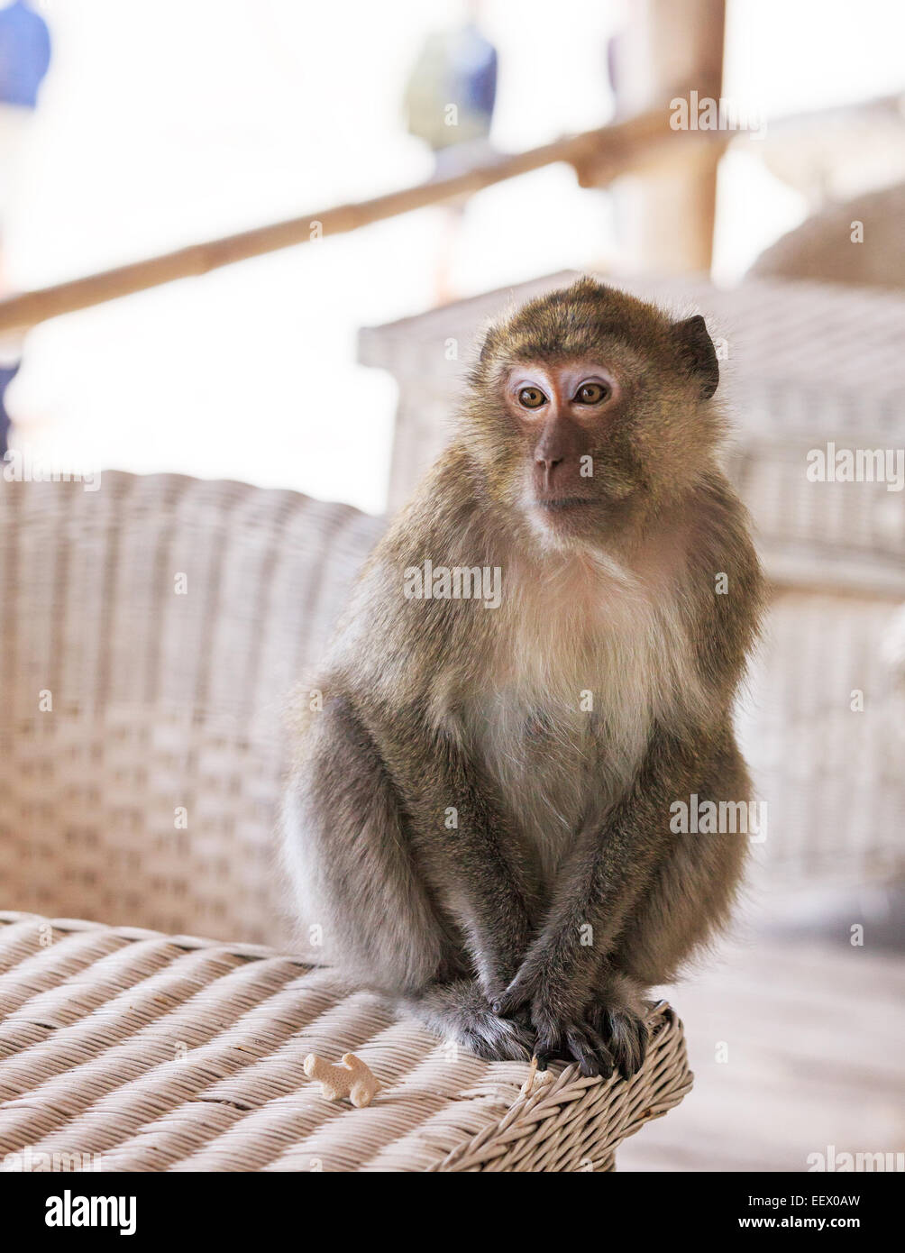 Monkey portrait sitting on a table on light blurred background Stock Photo