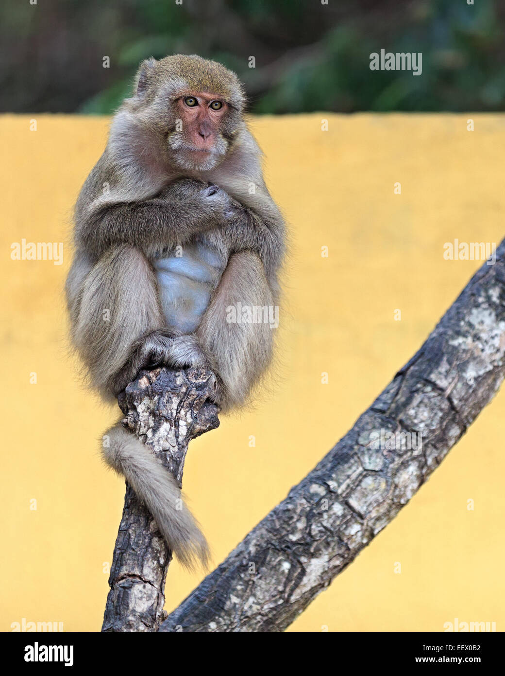Monkey portrait sitting on a branch on a vivid yellow background Stock Photo
