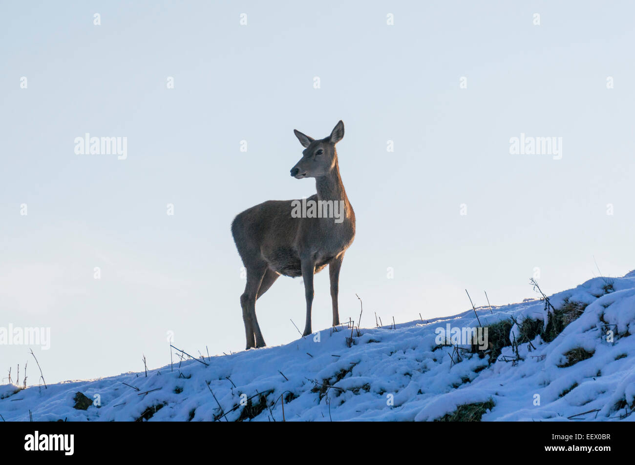Red Deer silhouetted against sky in snow Calke Abbey Derbyshire England GB UK EU Europe Stock Photo