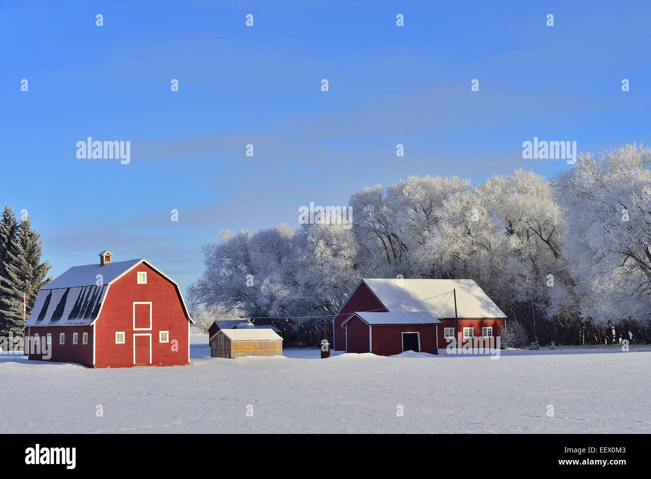 A winter landscape image of red barn and red out buildings with a blue sky and white frost Stock Photo