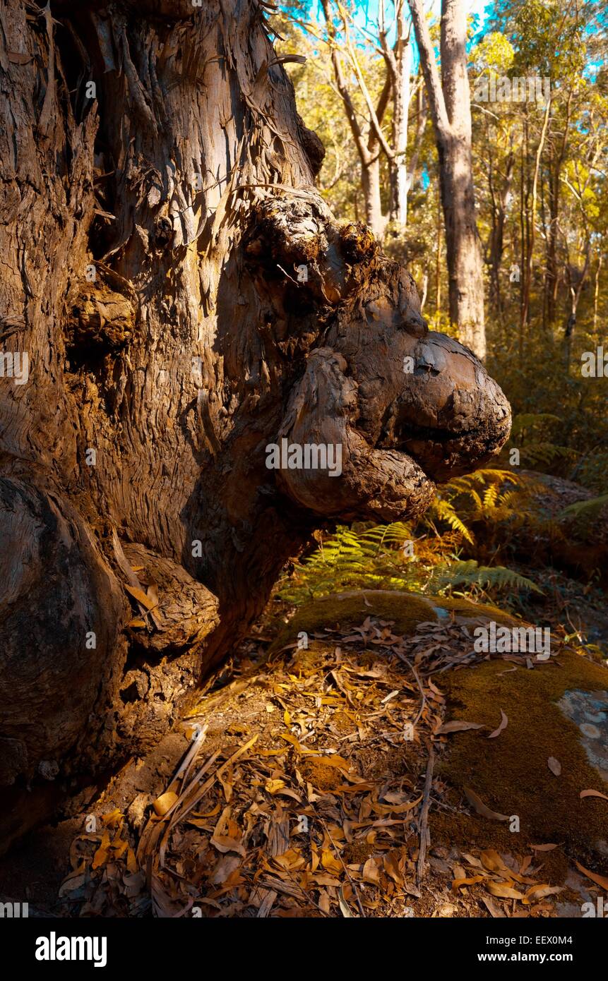 Eucalyptus trees in the Australian bush Stock Photo Alamy