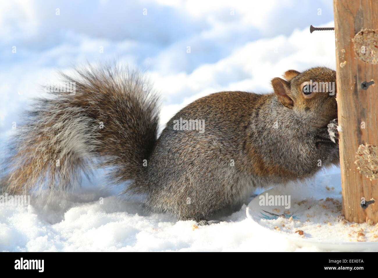 squirrel in winter eating from feeder Stock Photo Alamy