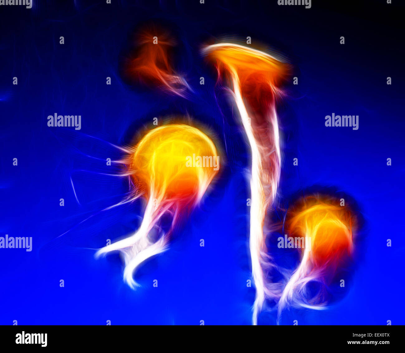 Glowing jelly fish abstract floating in the blue ocean Stock Photo - Alamy