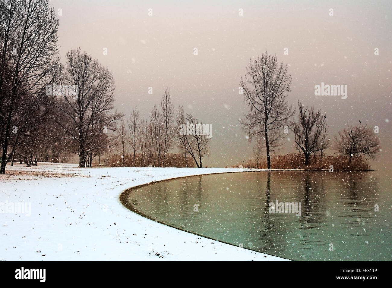 trees in snow Stock Photo