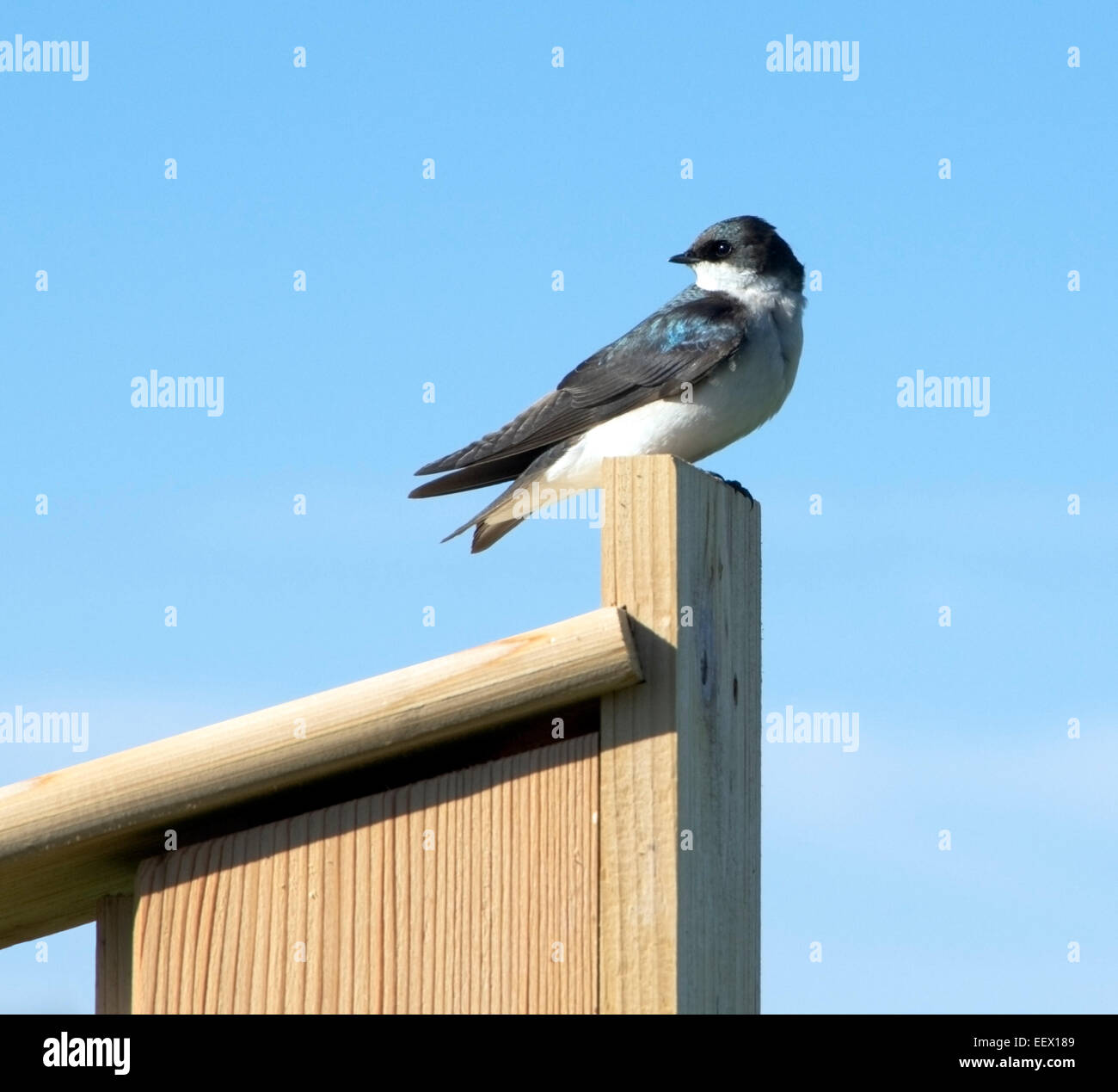 Tree Swallow, Tachycineta bicolor, male perched on birdhouse Stock Photo