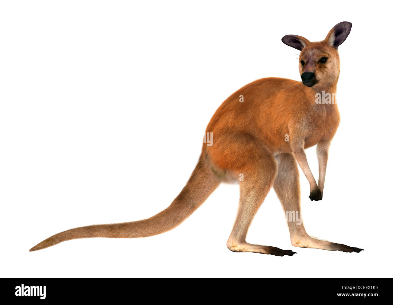 Chào đón hình ảnh chiếc túi đầy mạnh mẽ và dữ dội của một con kangaroo thật đặc biệt: Red kangaroo. Con vật này hiện diện khắp Úc và được coi là biểu tượng của đất nước này. Hãy nhấn vào hình ảnh để tìm hiểu thêm về Red kangaroo và vẻ đẹp của những đại vật hoang dã.