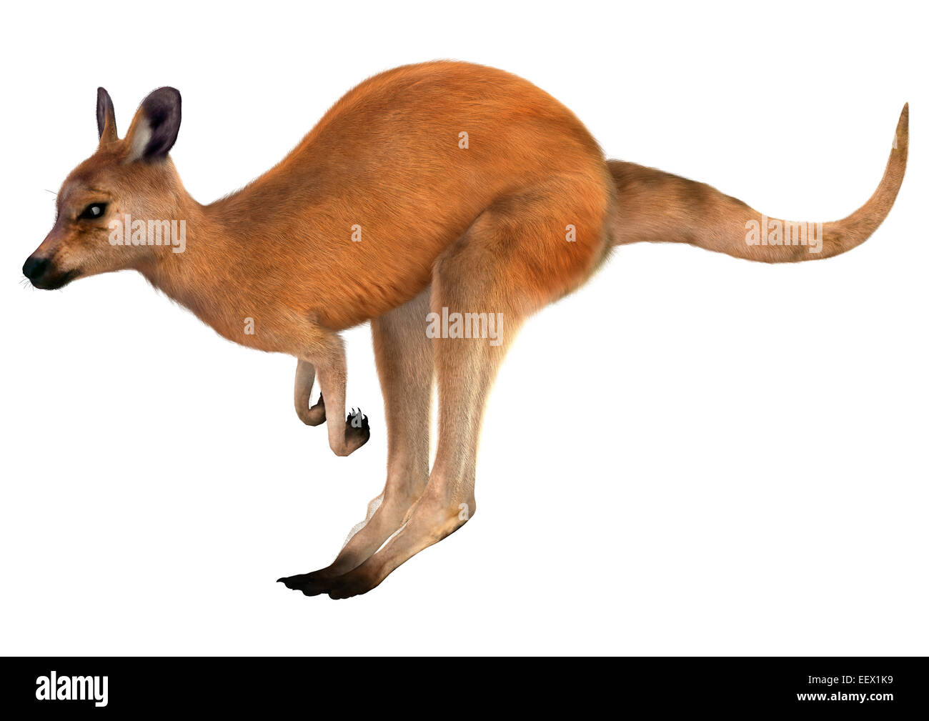 3D digital render of a jumping red kangaroo isolated on white