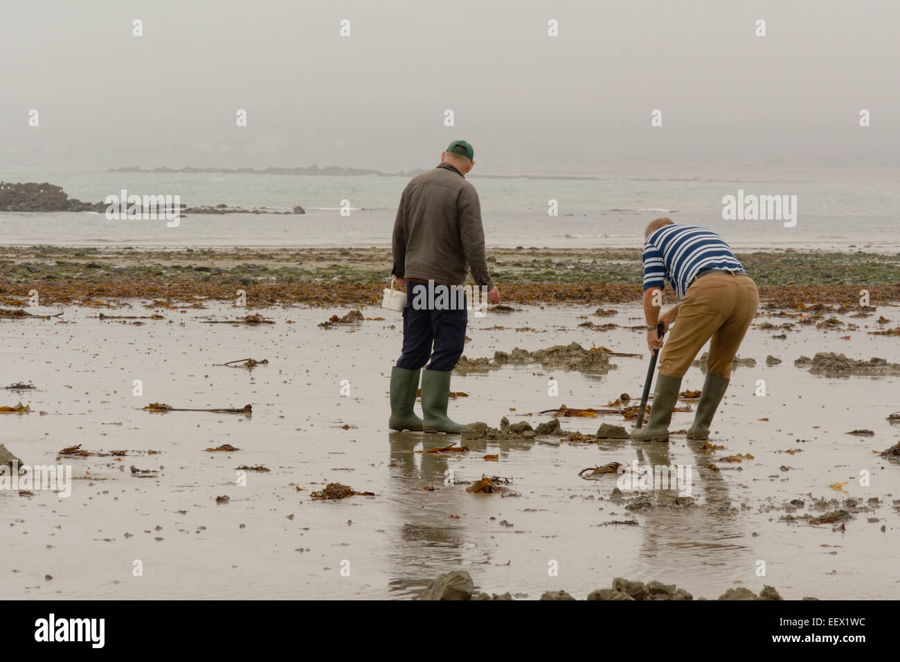 Men digging for cockles on beach on cold wet autumn day at Marazion, Cornwall, England Stock Photo